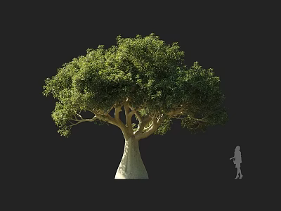 Large Tree with Lush Green Foliage Thick Trunk and Human Figure for Scale 3d model