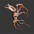 Orange Aquatic Crab With Long Legs And Claws On Dark Background