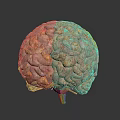 3D Brain Anatomical Model Medical Device for Neurosurgery Training and Education