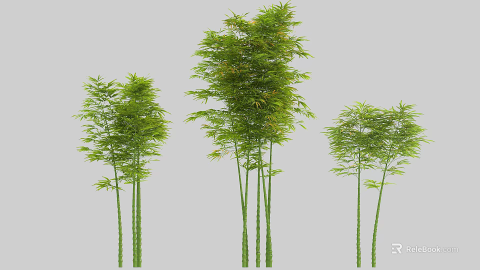 Tall and Slender Bamboo Plants With Lush Green Leaves and Varied Heights 3d model 