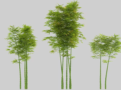 Tall and Slender Bamboo Plants With Lush Green Leaves and Varied Heights 3d model
