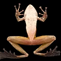 Brown And Yellow Spotted Frog With Large Eyes And Webbed Feet Resting