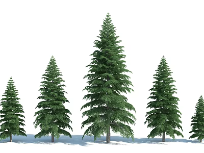 Five Tall Evergreen Pine Trees With Different Heights And Lush Green Foliage 3d model Five Tall Evergreen Pine Trees With Different Heights And Lush Green Foliage 3d model