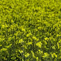 Blooming Yellow Rapeseed Flower Field Natural Source Of Organic Cooking Oil Ingredients