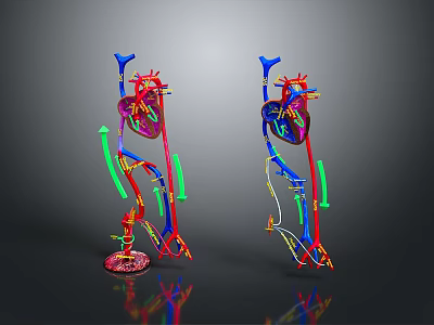 Colorful 3D Heart Organ Model With Hair Like Blood Vessels And Skeleton Parts 3d model