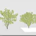 Two Green Leafy Trees With Strong Trunks And Lush Green Foliage 3d model