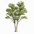 Lush Green Arbor With Thick Trunk Extended Branches And Fresh Leaves In Natural Shape