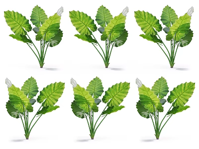 Six Green Leafy Plants with Large Broad Leaves Arranged on White Background 3d model