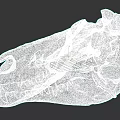 Prehistoric Reptile Dinosaur Skull Fossil With Detailed Skeletal Structure And Features