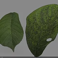 Two Green Leaves One Intact and One With Spots and Hole on White Background