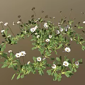 Small White Daisy Plants with Green Leaves Forming Natural Flower Patch