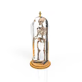 Human Skeleton Organ Model Displayed In Glass Dome With Wooden Base