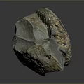 Unique Natural Fossil Stone Decorative Ornament For Home Living Space