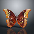 Vibrant Orange And Brown Butterfly With Circular Spots On Gray Background And Reflection