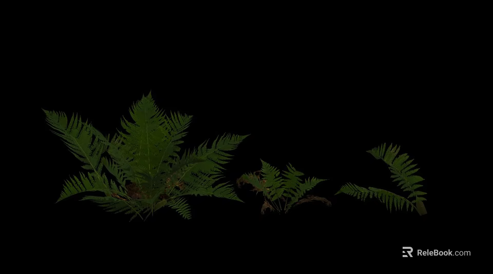Green Fern Ground Cover Plants With Lush Foliage For Garden Landscaping 3d model 