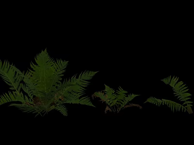 Green Fern Ground Cover Plants With Lush Foliage For Garden Landscaping 3d model