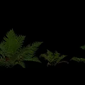 Green Fern Ground Cover Plants With Lush Foliage For Garden Landscaping
