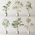 Various Style Green Bonsai Potted Plants in White Ceramic Pots for Indoor Decor