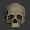 Realistic Human Skull 3D Rendering with Anatomical Features Related to Hair Growth