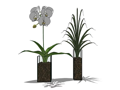 Transparent Glass Vases With White Orchid Grass Like Plants Fresh Green Leaves And Brown Soil 3d model