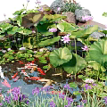 Lotus Flowers and Water Plants in Garden Pond with Koi Fish Rocks and Colorful Blooms