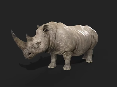 Realistic Gray Rhinoceros Standing On Black Background With Detailed Horns And Texture 3d model
