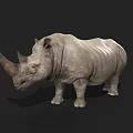 Realistic Gray Rhinoceros Standing On Black Background With Detailed Horns And Texture