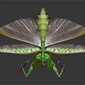 Green Mantis With Transparent Wings And Red Legs On Dark Background