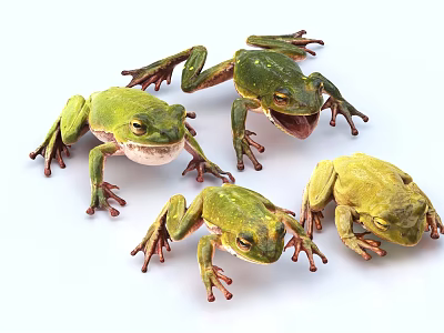 Various Green Reptile Frogs with Different Poses on White Background 3d model