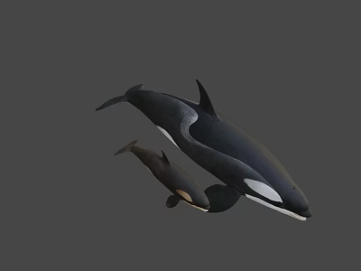 Orca Whale Mother With Calf Swimming On Gray Background 3D Render 3d model