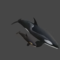 Orca Whale Mother With Calf Swimming On Gray Background 3D Render