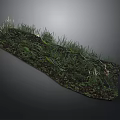 Natural Grassland Scene With Green Plants Soil And Small Flowers On Black Background