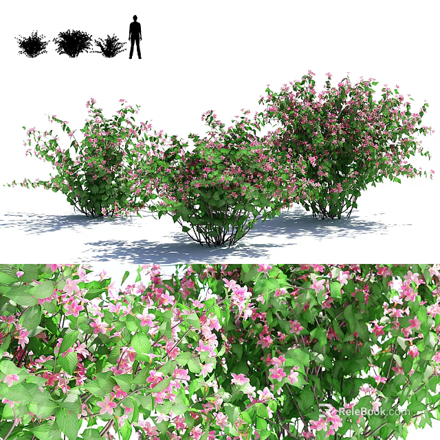 Lush Flowering Shrubs With Pink Blooms And Green Foliage In Garden 3d model 