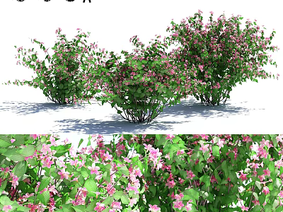 Lush Flowering Shrubs With Pink Blooms And Green Foliage In Garden 3d model