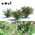 Lush Flowering Shrubs With Pink Blooms And Green Foliage In Garden