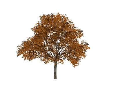 Deciduous Arbor With Vibrant Orange Yellow Leaves And Broad Crown In Autumn 3d model
