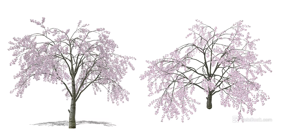 Beautiful Blooming Cherry Blossom Trees With Pink Flowers And Hanging Branches 3d model 