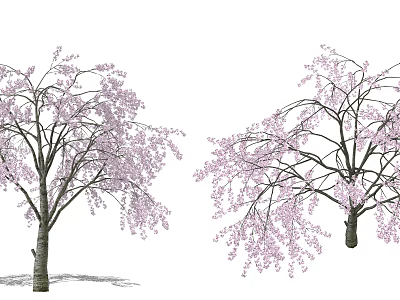 Beautiful Blooming Cherry Blossom Trees With Pink Flowers And Hanging Branches 3d model