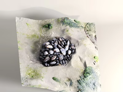Modern Shell Waterside Terrain Clams 3d model