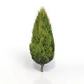 Isolated Green Evergreen Tree With Conical Canopy And Slender Trunk On White Background