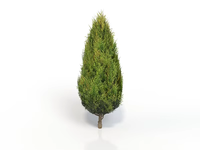 Isolated Green Evergreen Tree With Conical Canopy And Slender Trunk On White Background 3d model