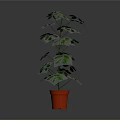 Tall Green Indoor Plant With Vibrant Leaves In Red Decorative Pot
