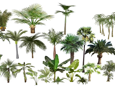 Different Tropical Arbor Trees with Green Leaves and Tall Trunks Including Palm Varieties 3d model