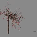 Arbor With Slender Branches Pink Flowers Dark Trunk And Gray Background Shadow 3d model