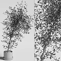 Beautiful Lush Green Bonsai Plant In Decorative Pot For Indoor Decoration