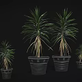 Dragon Tree Plants in Various Sizes Planted in Black Plastic Pots for Home Decoration