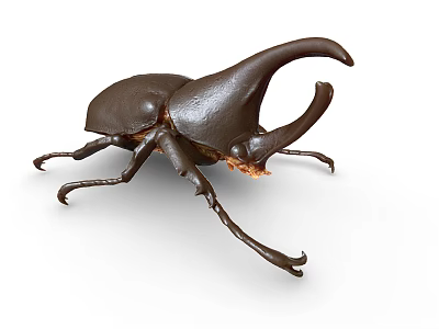 Rhinoceros Beetle Flying Insect With Large Horn Dark Brown Body Close Up Against White Background 3d model