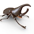 Modern unicorn rhinoceros beetle triangle beetle shell insect insect 3d model