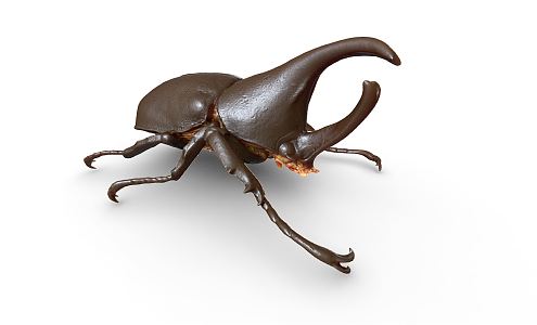 Modern unicorn rhinoceros beetle triangle beetle shell insect 3d model