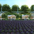 Scenic Lavender Field With Windmills Cottages And Green Trees Under Blue Sky